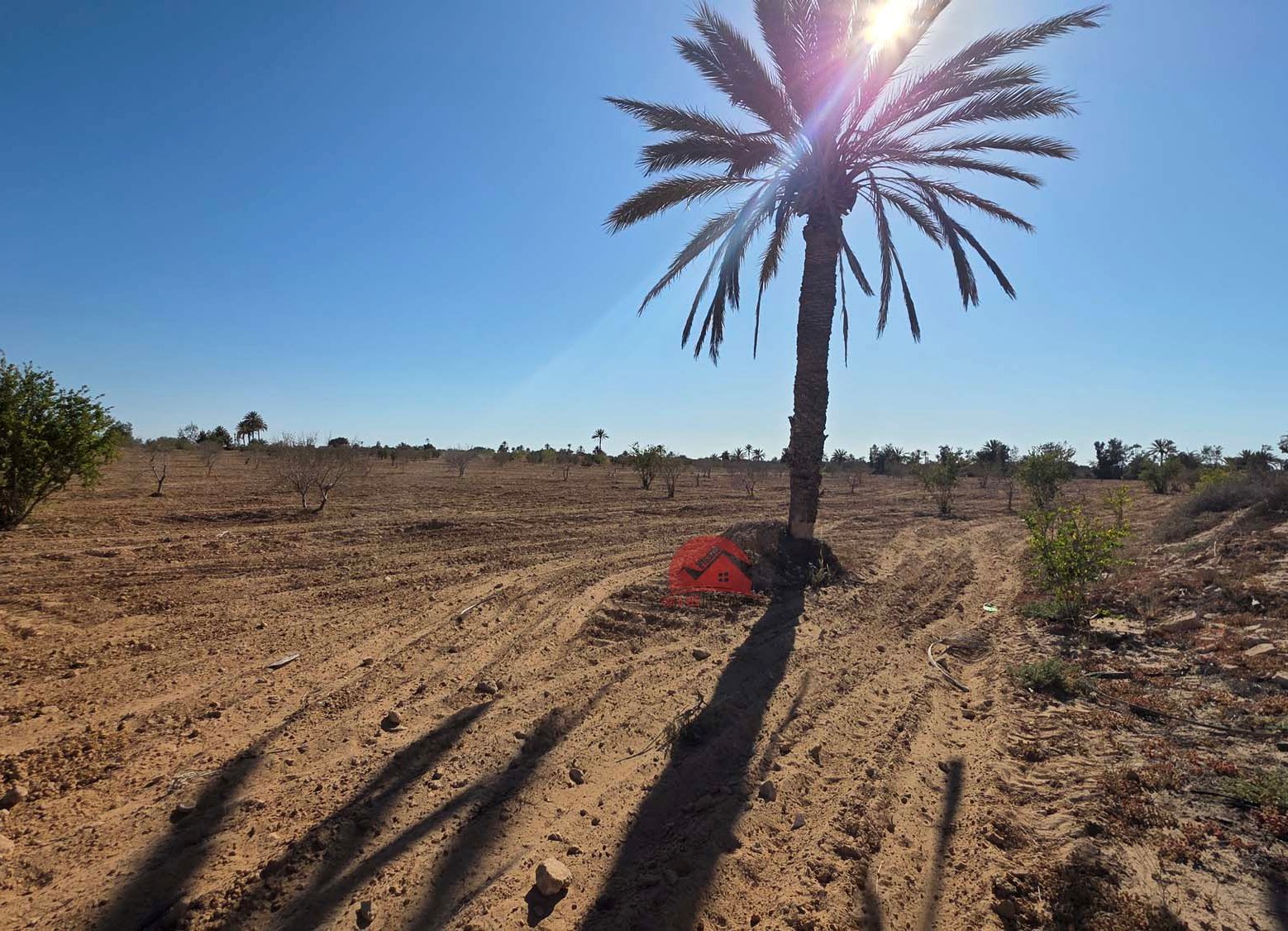 Terrain agricole à vendre à Mezrane Djerba – ZA